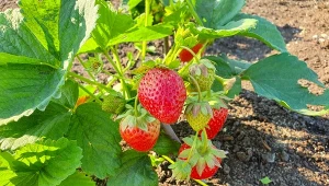 Jak rozmnożyć truskawki, aby uzyskać jeszcze więcej smacznych owoców? Sprawdź, z jakich krzaczków najlepiej pobierać sadzonki.