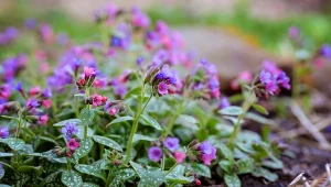 Miodunka (Pulmonaria) – uprawa, pielęgnacja, odmiany