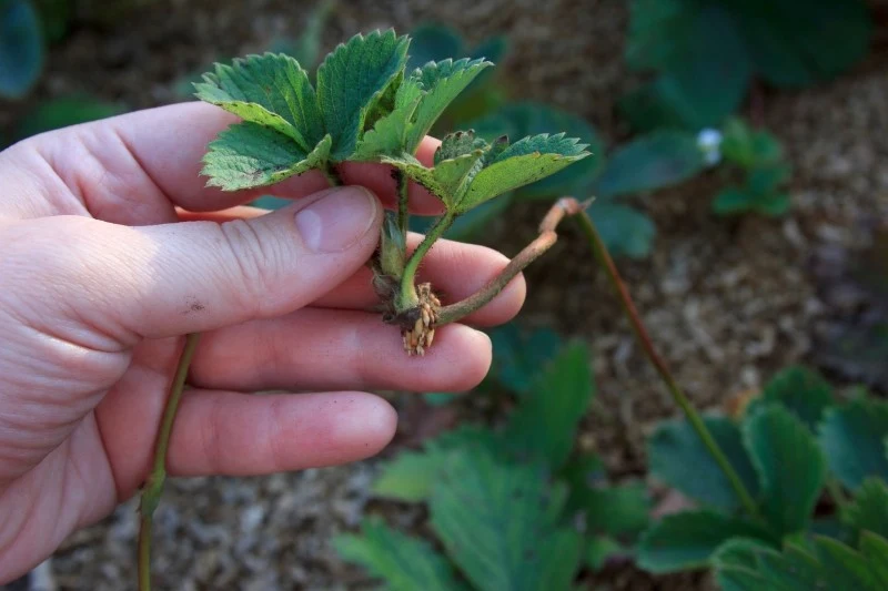Najlepiej rozmnażać truskawki przez rozłogi