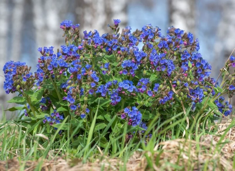 Miodunka wąskolistna zachwyca niebieskimi kwiatami