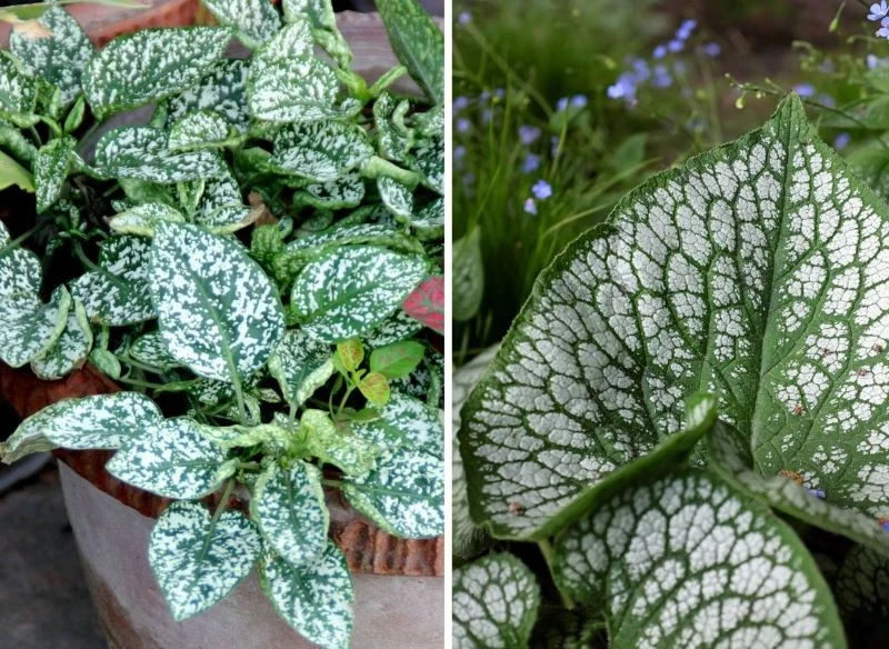 Najpopularniejsze rośliny o pstrych liściach wybarwione są na biel i srebro