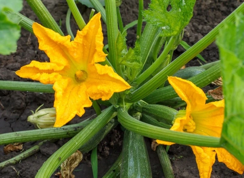 Tylko żeńskie kwiaty cukinii zawiązują owoce