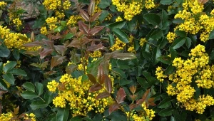 Mahonię pospolitą najlepiej uprawiać w cienistych zakątkach ogrodu.