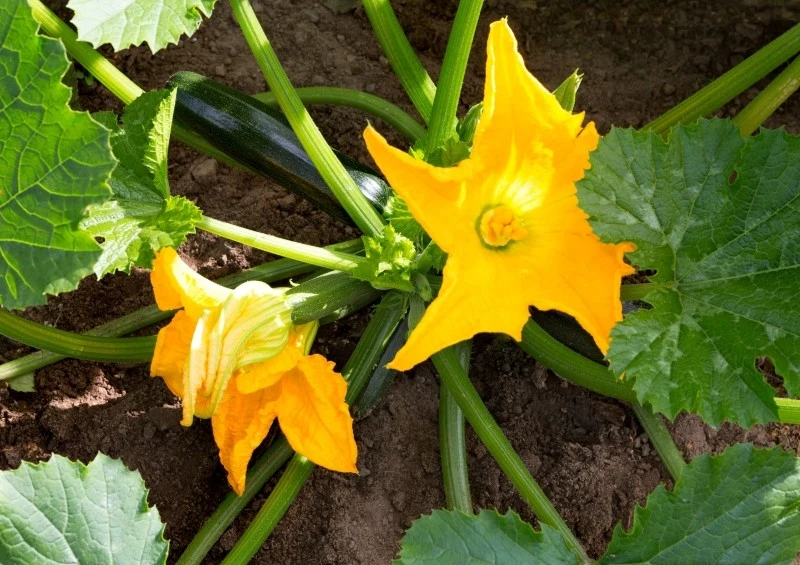 Jeśli cukinia kwitnie, ale nie zawiązuje owoców, zwróć uwagę na jej uprawę