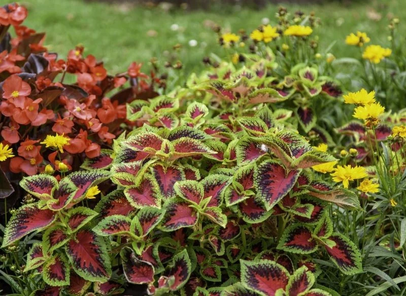 Umiejętnie zestawione z innymi gatunkami rośliny o pstrych liściach będą tworzyć tematyczną kompozycję, która będzie ozdobą sezonową lub całoroczną...