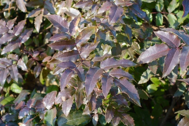 Jesienią liście mahonii się przebarwiają