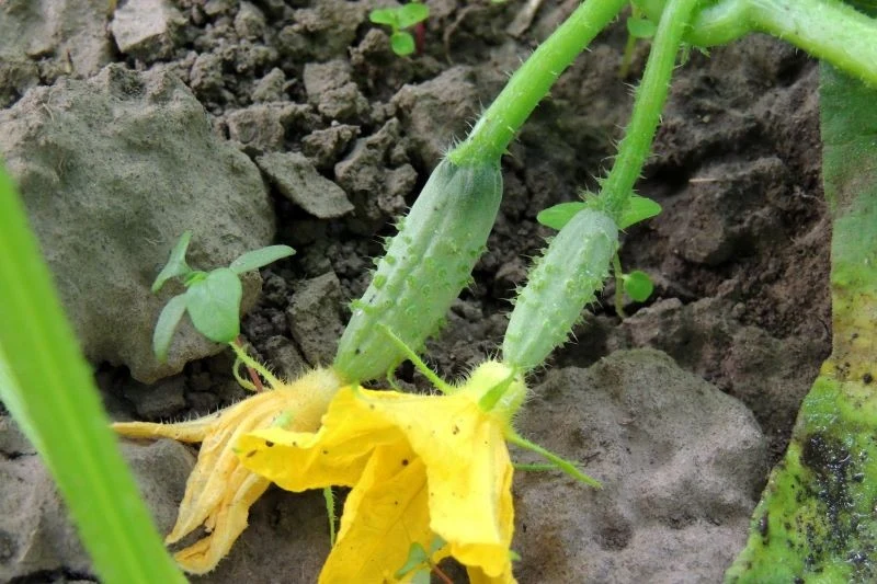 Podczas uprawy ogórków pod osłonami może wystąpić problem z zapyleniem, przez co zawiązki owoców się nie pojawiają