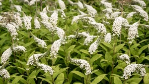 Tojeść orszelinowa to oryginalna bylina, której kwiatostany przypominają gęsią szyję.