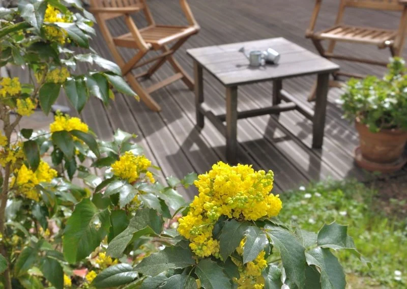 Mahonia pospolita pasuje do każdego ogrodu