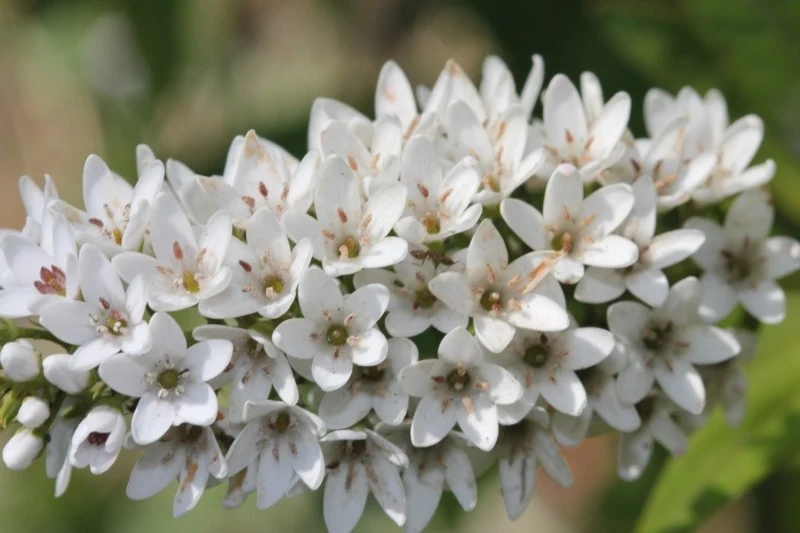 Kwiatostany tojeści orszelinowej składają się z wielu małych, białych kwiatów