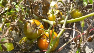 Zrób prostą miksturę, która przywróci zmarniałe warzywa do życia. Jest niezawodna.