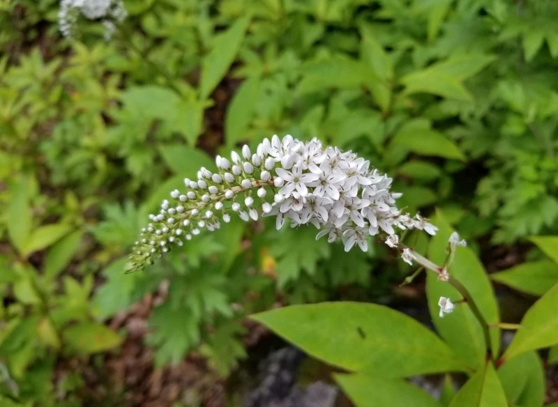 Uprawa tojeści orszelinowej jest dość prosta i nie wymaga specjalnych zabiegów pielęgnacyjnych