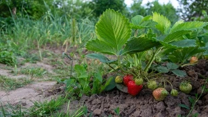 Co najlepiej posadzić po truskawkach? Płodozmian w uprawie owoców i warzyw ma duże znaczenie, dlatego warto wiedzieć, jakie gatunki lubią podłoże po truskawkach.