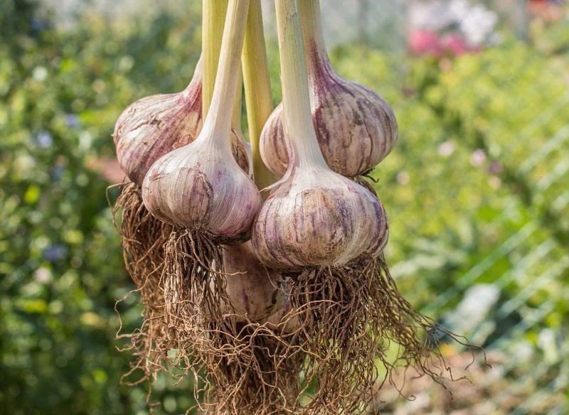 Pamiętaj, że czekając ze zbiorem do przełomu lipca i sierpnia, dajesz roślinie czas na dojrzenie i wykształcenie jeszcze większej, apetycznej główki