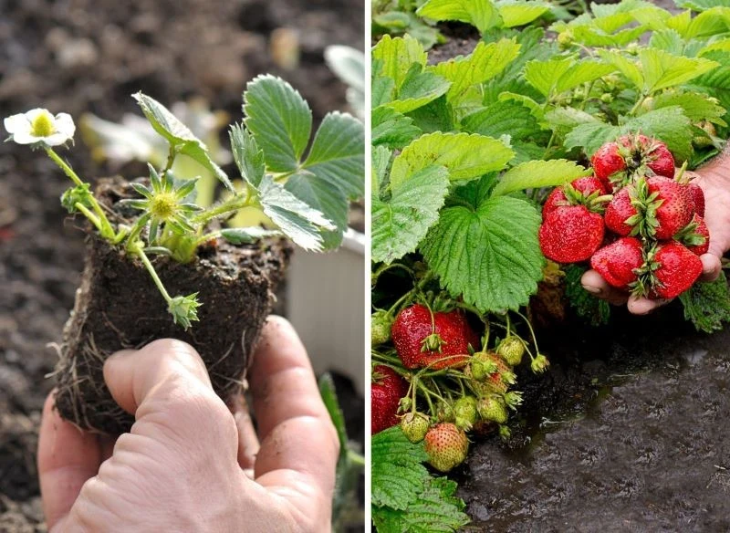 Najlepsze plony z uprawy truskawek osiąga się w drugim roku po posadzeniu nowych sadzonek, dlatego warto regularnie dbać o ich odświeżanie