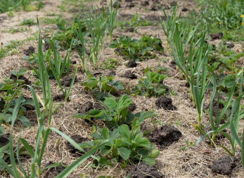 Sadzenie naprzemienne czosnku i truskawek to sposób na uzyskanie najlepszych plonów z owocowych krzaczków