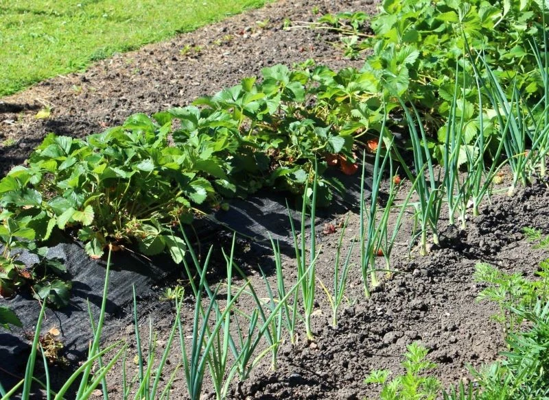 Planując uprawy truskawek lub zmianę miejsca rosnących już sadzonek warto uwzględnić na pobliskiej grządce rośliny, których towarzystwo im sprzyja, np