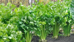 Czasem się zdarza, że korzeń selera pęka, a jego liście zaczynają brązowieć. Sprawdź, jak temu zaradzić.