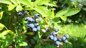 Wyjaśniamy, jak i kiedy rozmnażać borówkę amerykańską.