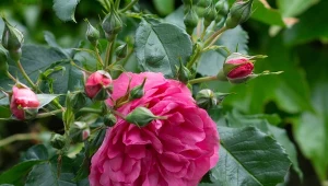 Masz w ogrodzie dużo róż? Nie wyrzucaj płatków, gdy opadną. Zrobisz z nich nie tylko konfiturę