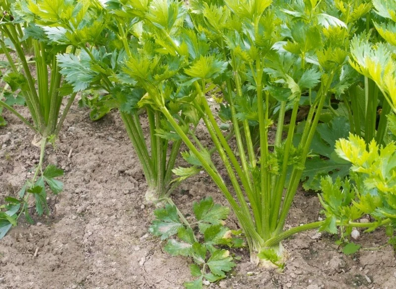Liście selera mogą brązowieć z powodu chorób lub niedoboru składników pokarmowych