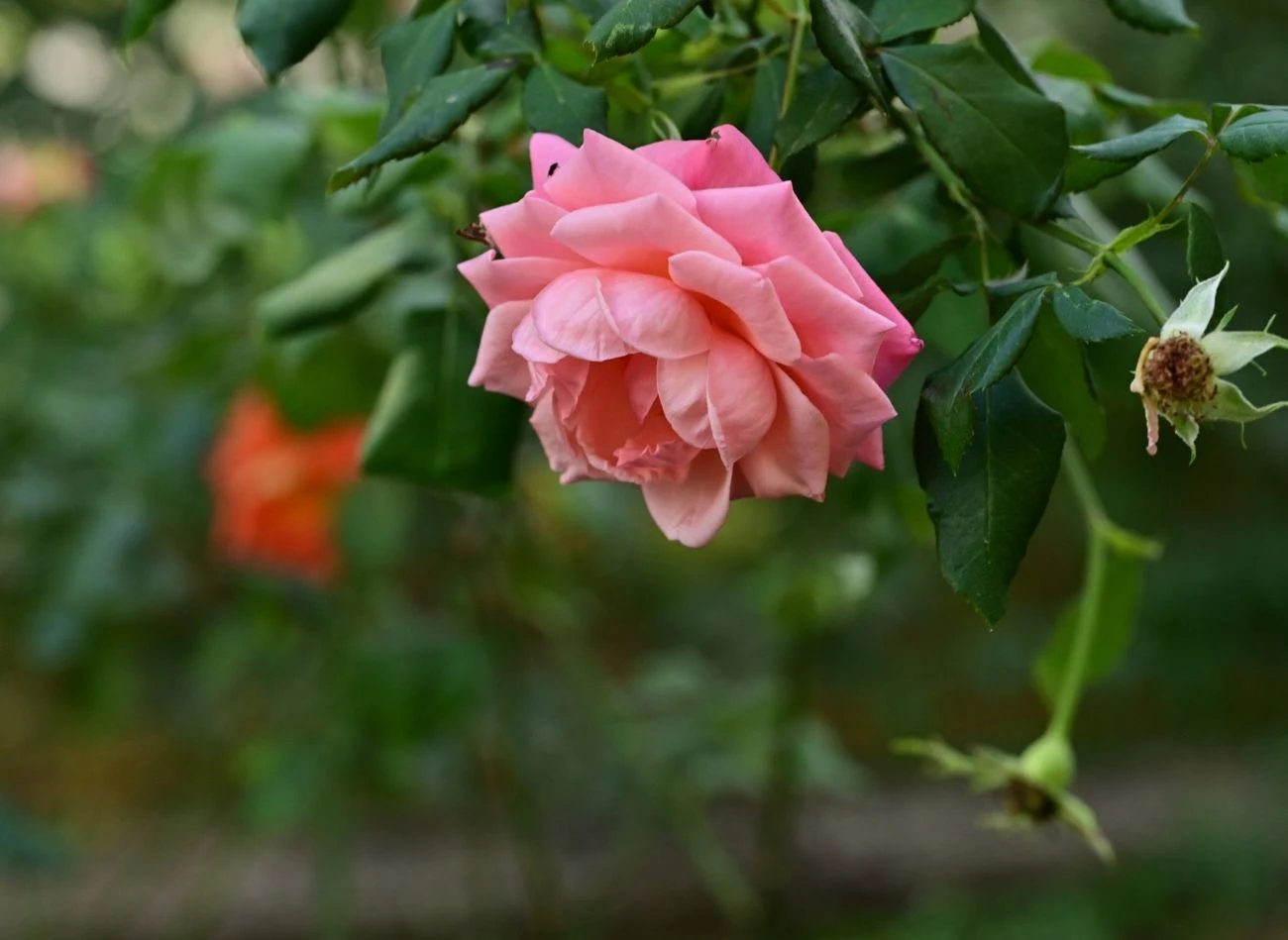 Płatki róż zawierają antyoksydanty i składniki odżywcze, w tym witamin A i C