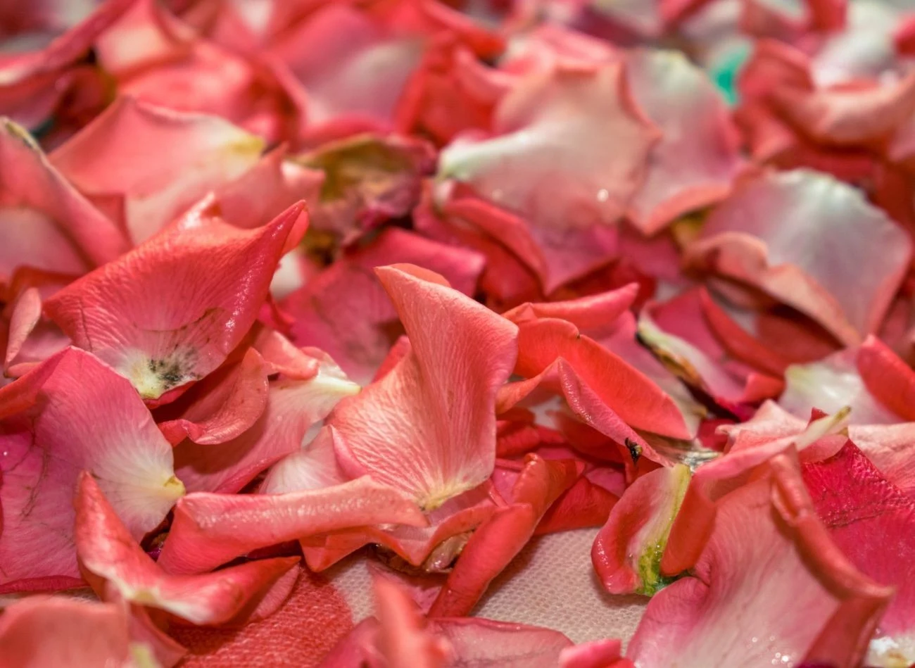 Jak suszyć płatki róż
