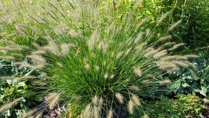 Rozplenica japońska, nazywana też piórkówką należy do rodziny wiechliniowatych. Tworzy fontannę kłosów, których zwieńczeniem są mgliste, rozczochrane kitki.