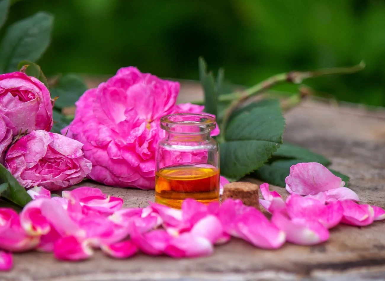 Z płatków róż można zrobić aromatyczny olejek lub peeling do cała