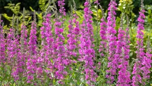 Krwawnica pospolita jest piękna, odporna i miododajna.