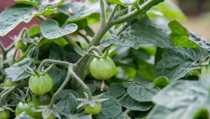 Olejek herbaciany pomoże w walce ze szkodnikami i chorobami pomidorów oraz innych roślin.