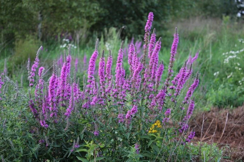 Krwawnica zdobi ogród aż do jesieni