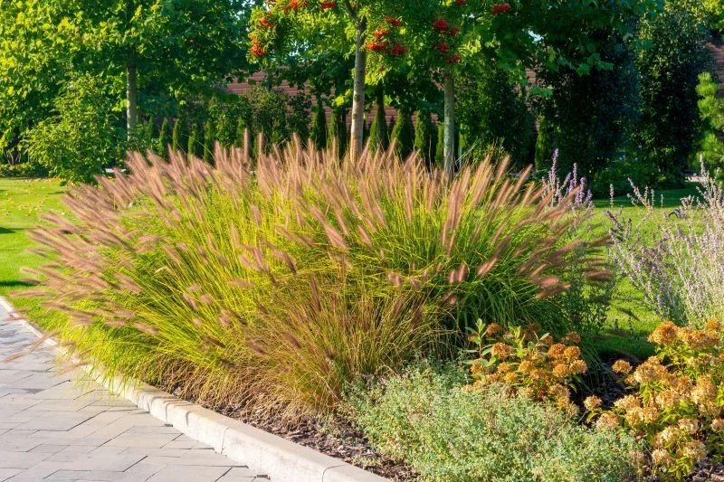 Kwitnące rozplenice dodają koloru rabacie, a przy tym są lekkie i finezyjne, gdy poruszają się w rytmie wiatru