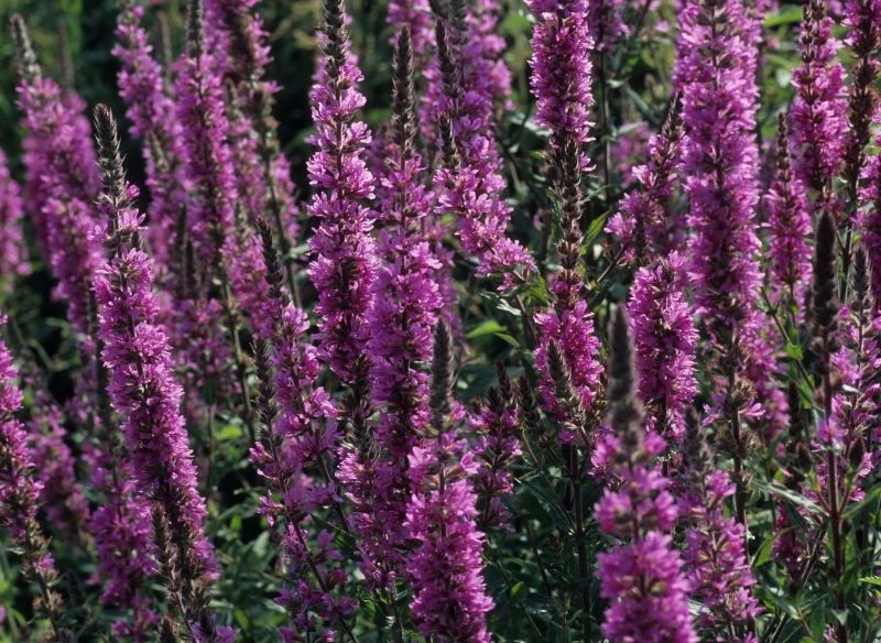 Krwawnica zniesie trudne warunki, ale nie wybaczy długotrwałego braku podlewania