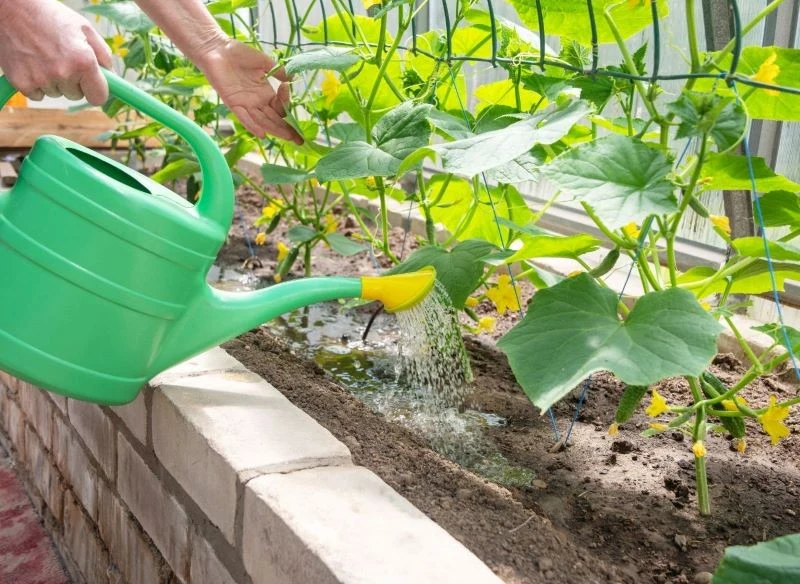 Olejek z drzewa herbacianego można dodać do wody i wykorzystać do podlewania roślin