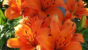 Dlaczego lilie trzeba przesadzać? Ten zabieg działa odmładzająco i stymuluje rośliny do jeszcze okazalszego kwitnienia.