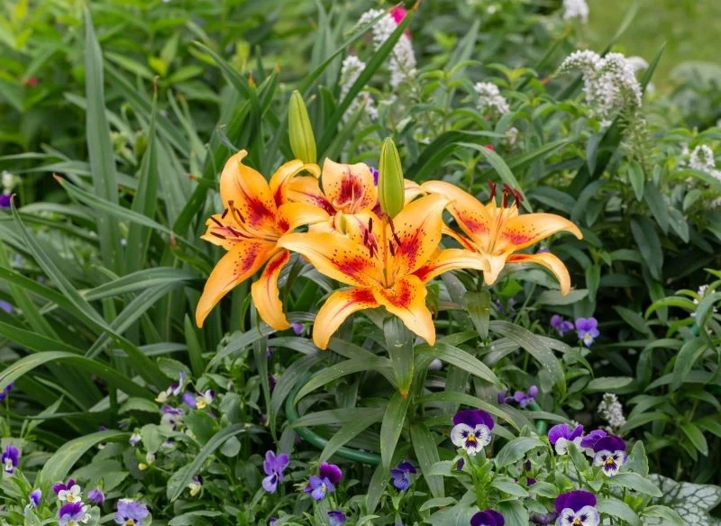 Kompozycje z lilią w roli głównej to elegancja dekoracja ogrodu, trudno przejść obok nich obojętnie