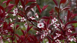 Oto najładniejsze drzewa do małego ogrodu. Pięknie kwitną, przyjemnie pachną i mają kolorowe liście.