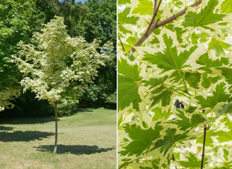 Klon 'Drummondii' będzie doskonałą ozdobą małego ogrodu