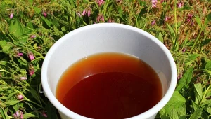 Odwar z korzenia żywokostu ma charakterystyczny kolor i konsystencję. To najlepszy wróg szkodników i w 100% naturalny.