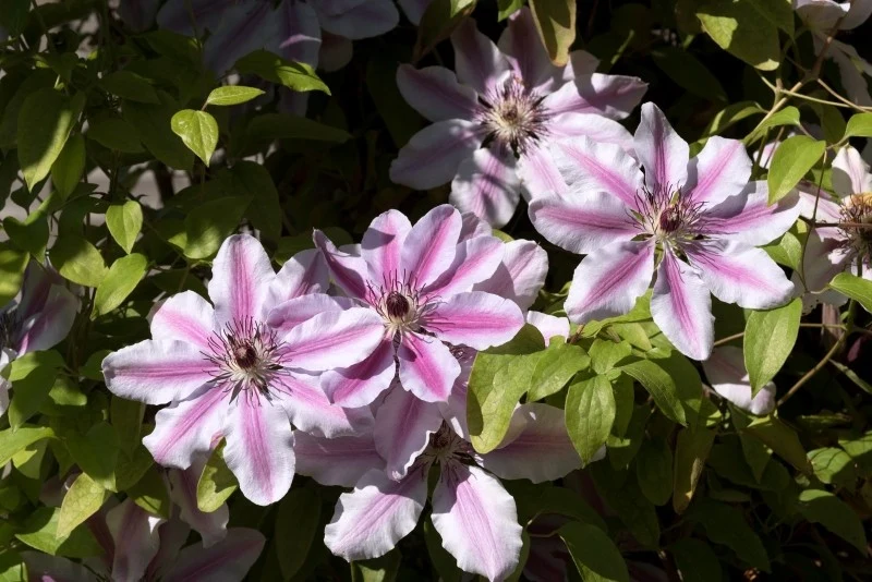 Powojniki wielkokwiatowe najlepiej czują się na stanowiskach słonecznych i zacisznych