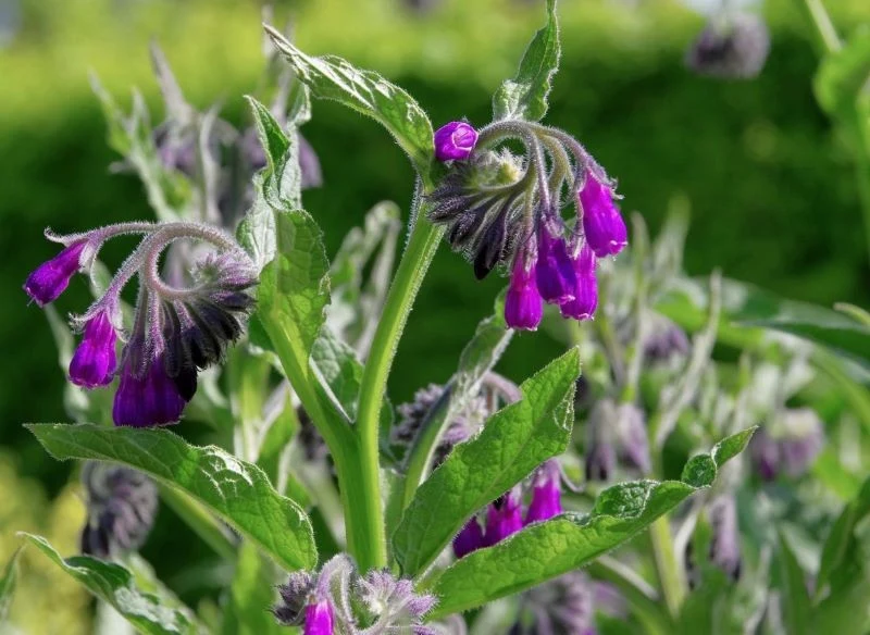 Wygląd żywokostu sprawia, że trudno go z czymkolwiek pomylić