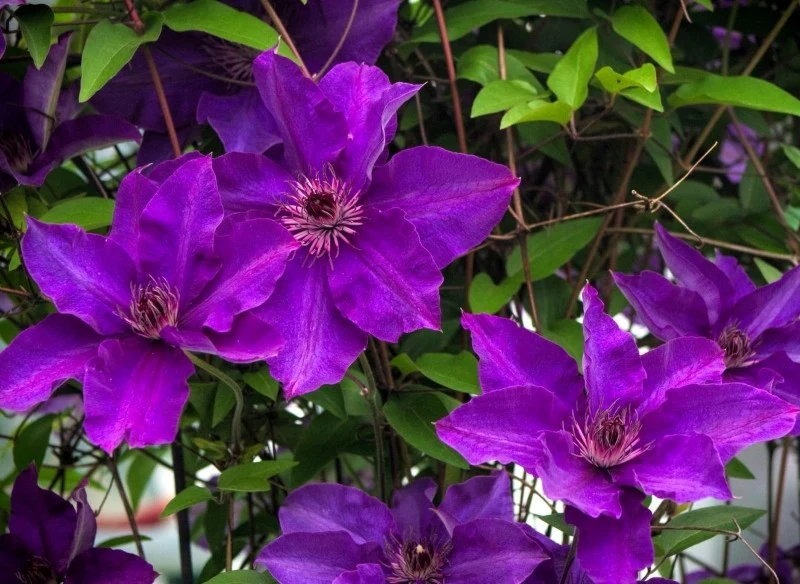 Powojniki wielkokwiatowe wymagają podpory, aby móc piąć się w górę