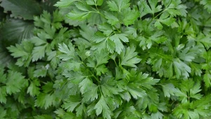 Wyjaśniamy, jak przycinać pietruszkę, by lepiej rosła.