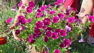 Jak usuwać przekwitłe kwiaty petunii? W ten sposób będziesz mieć jeszcze więcej kwiatów aż do jesieni