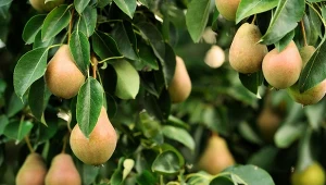 Grusza Baronowa, obsypana żółtymi owocami z lekkim rumieńcem, to prawdziwy, zimowy przysmak.