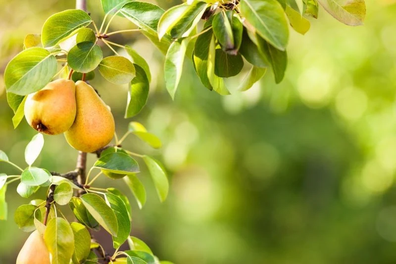 Dojrzewające na gruszy Baronowej owoce najlepiej zbierać przed samym nadejściem zimy, wówczas przechowasz je dłużej i będą miały lepszy smak
