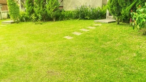 Latem trawnik potrzebuje szczególnej pielęgnacji. Kluczowe są odpowiednie podlewanie i nawożenie.