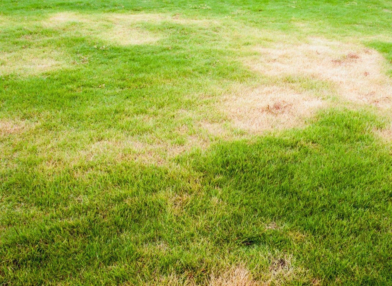 Latem, zwłaszcza podczas dużych upałów, trawnik potrzebuje odpowiedniego koszenia