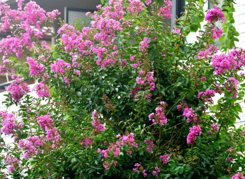 Lagerstroemia to bajecznie kwitnący krzew